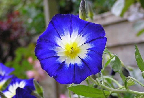 Ipomoea tricolore