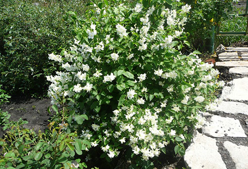 Buisson de jasmin