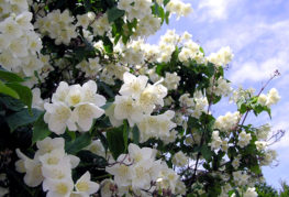 Jasmin de jardin en fleurs