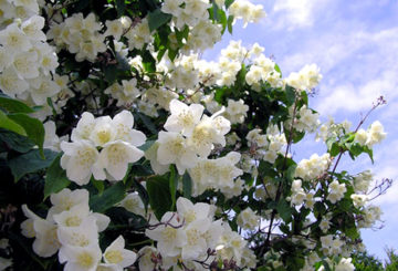 Jasmin de jardin en fleurs