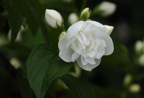 fleur de jasmin