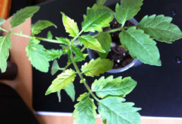 Les feuilles des plants de tomates ont commencé à jaunir