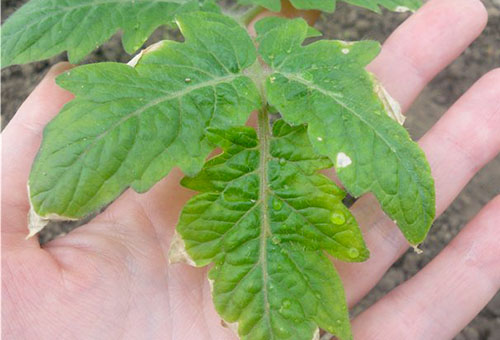 Feuille de tomate endommagée