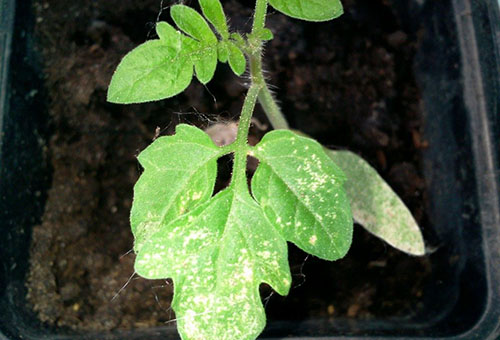 Tétranyque sur une feuille de tomate