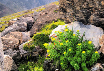 Racine d'or en milieu naturel