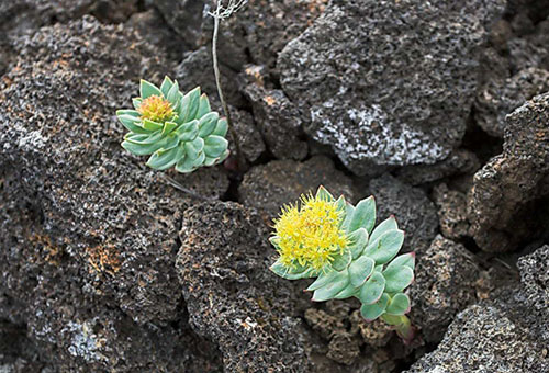 Pousses de Rhodiola rosea