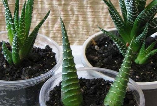 sol pour plantes succulentes