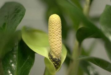 zamioculcas blomma