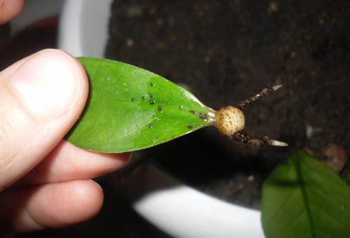 reproduction de zamioculcas