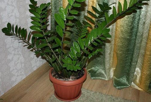 zamioculcas