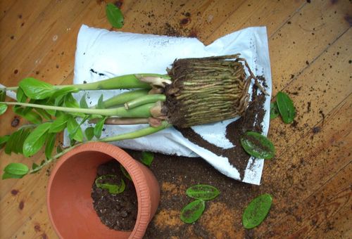 reproduction de zamioculcas de fleurs