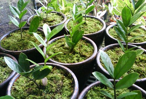 Fleurs de zamioculcas en pots