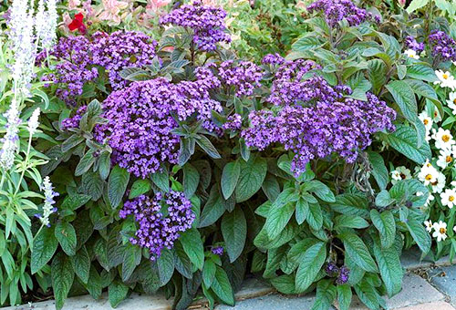 Heliotrope trong lĩnh vực mở