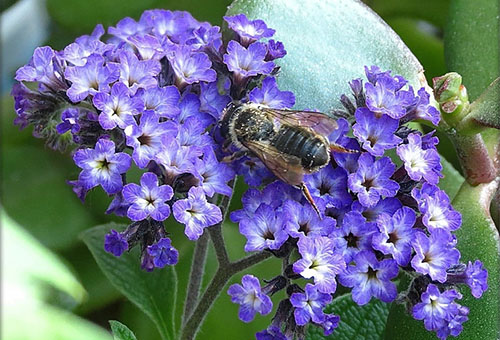 Abeille sur héliotrope