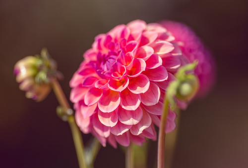 Pompom dahlias