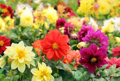 Dahlias là những chàng trai vui tính