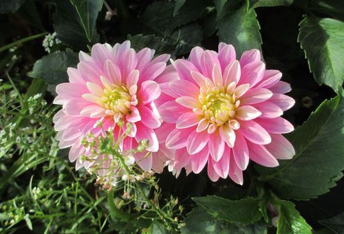 Dahlias Galerie Rembrandt