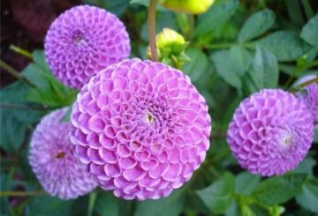 Dahlias à pompon