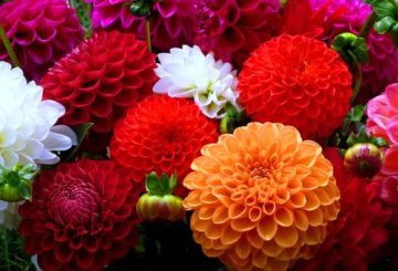 dahlias đầy màu sắc