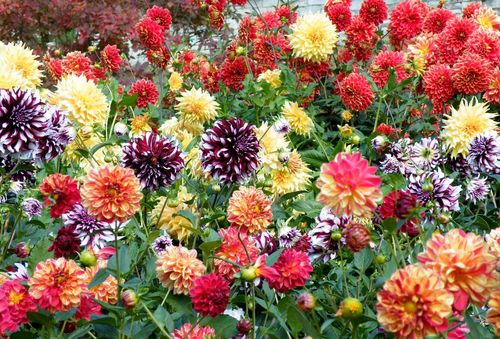 dahlias