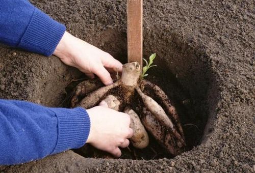 Planter des dahlias en pleine terre