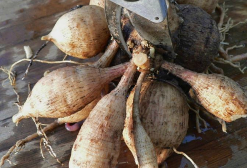 tubercules de dahlia à planter en hiver