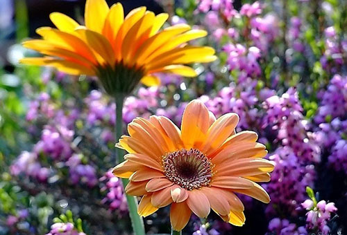 Gerberas de jardin