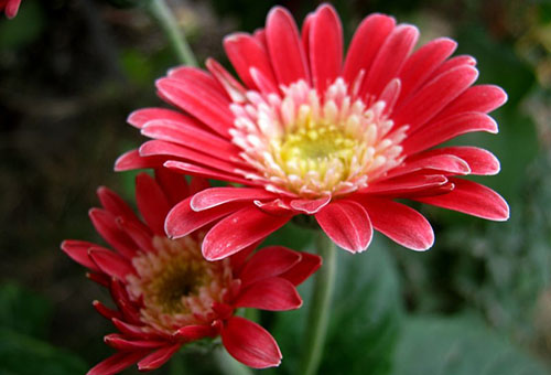 Gerberas rouges