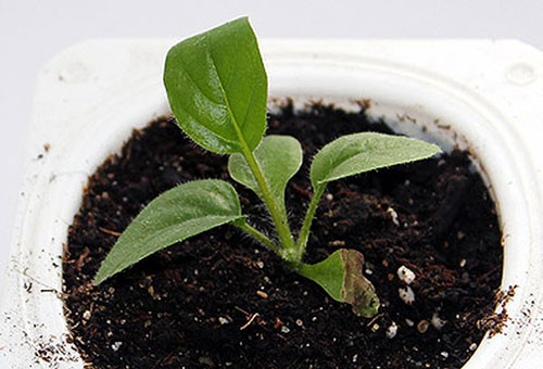 Gerbera plantor