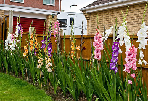 Glaïeuls en fleurs le long de la clôture