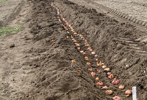 Planter des glaïeuls