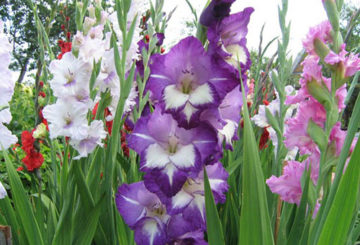 Gladioli nhiều màu