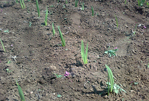 Mầm của gladioli