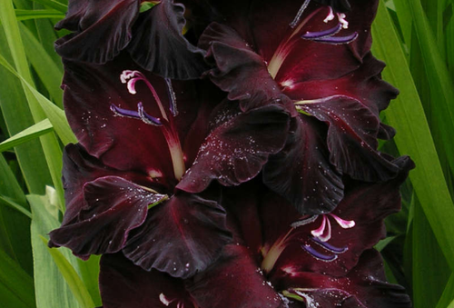 Gladiolus Ebony Beauty