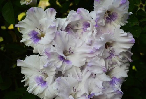 Gladiolus Blue Butterfly