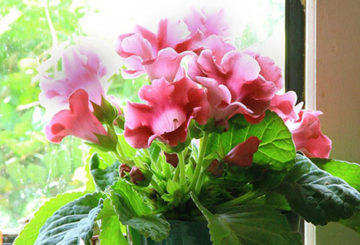 Gloxinia i fönsterbrädan