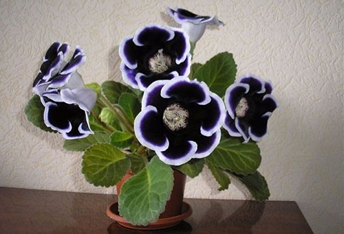 Gloxinia bleu foncé avec bordure blanche