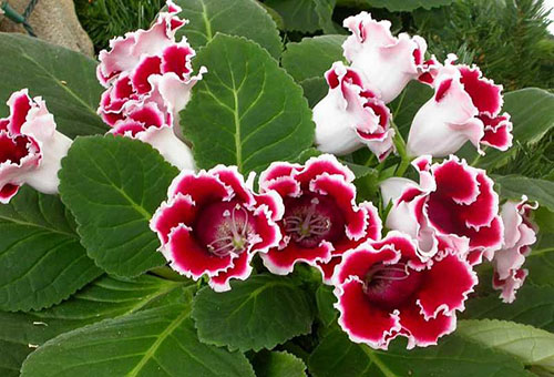 Gloxinia en fleurs