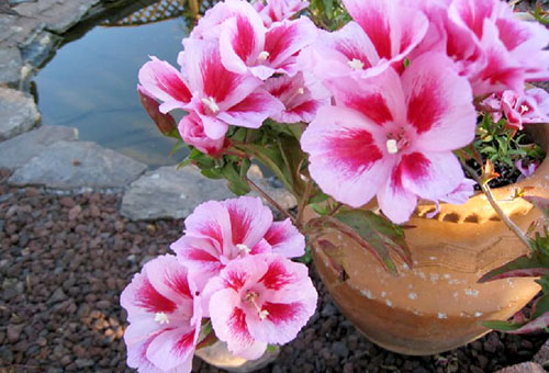 Godetia dans un pot de fleurs