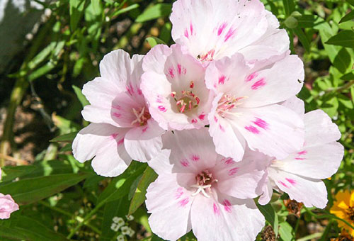 Fleurs de godetia blanc