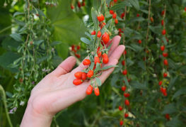 Baies de Goji sur une branche