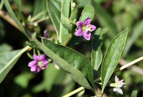 Wolfberry en fleurs