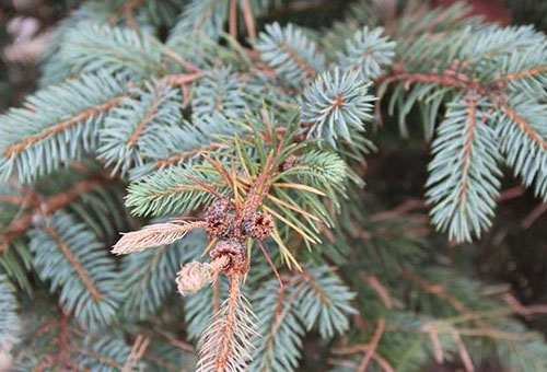 Branche endommagée d'épinette bleue