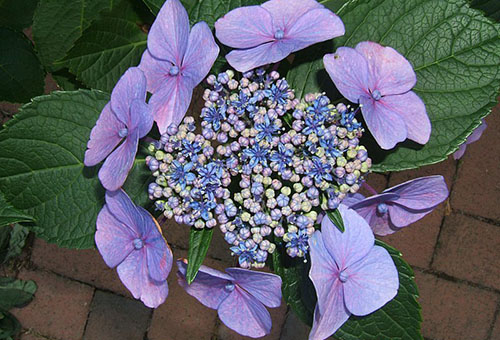 Inflorescence d'hortensia dentelé Bluebird