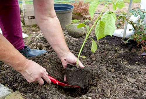 Planter des hortensias