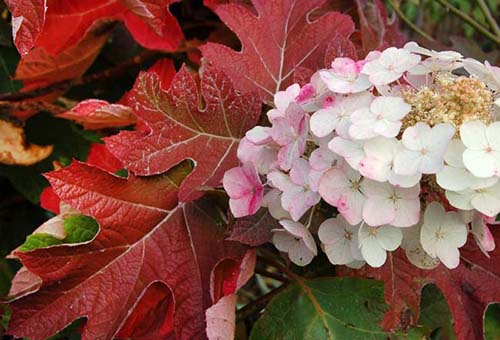 Hortensia à feuilles de chêne