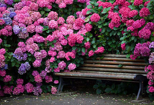 Fourrés d'hortensias