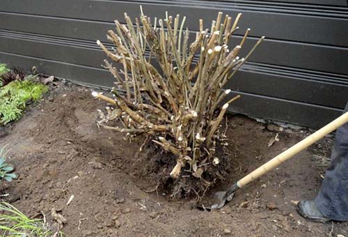 Creuser un buisson d'hortensias pour l'hiver