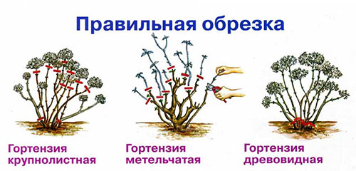 Подрязване на хортензии правилно