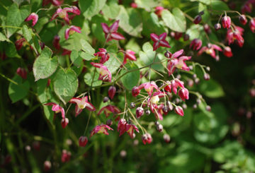 Herbe de chèvre cornée en fleurs